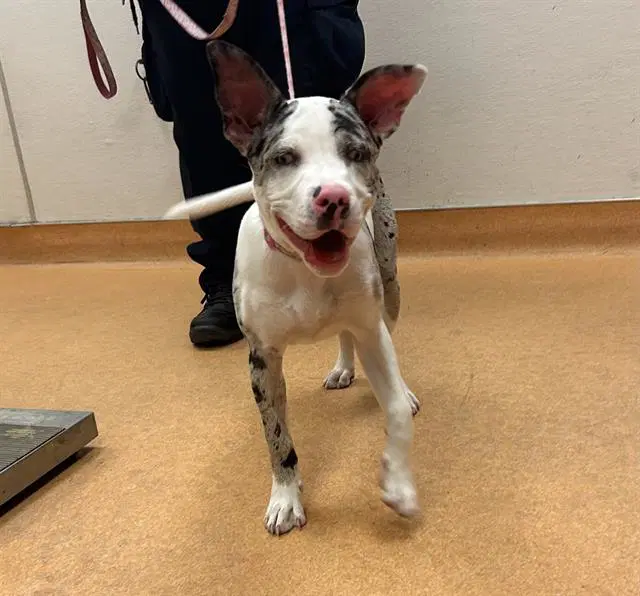 Dippin Dot - Catahoula Leopard Dog