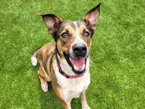 PETE, a dog for adoption from Contra Costa Animal Services