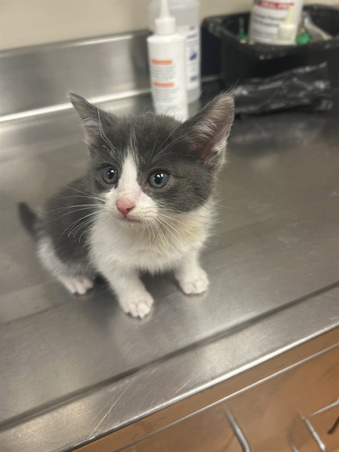 A1053454, a cat for adoption from Contra Costa Animal Services