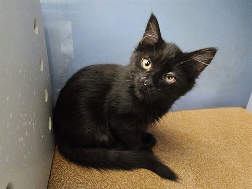 BETTY LOU, a cat for adoption from Contra Costa Animal Services