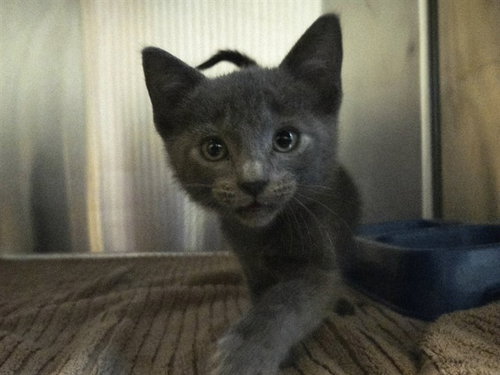 A1053500, a cat for adoption from Contra Costa Animal Services