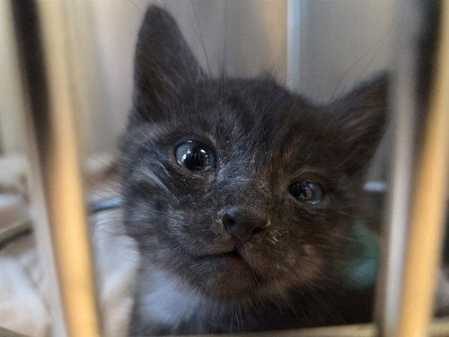 A1053512, a cat for adoption from Contra Costa Animal Services