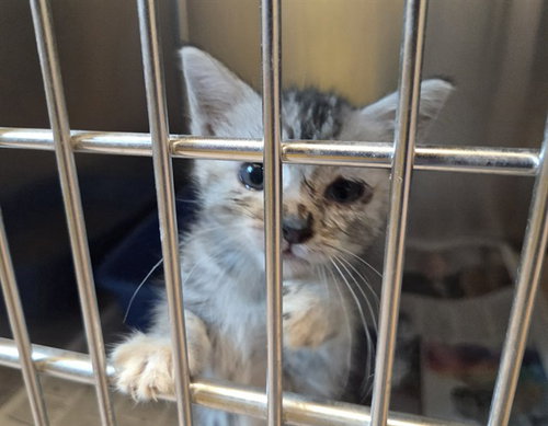 A1053513, a cat for adoption from Contra Costa Animal Services