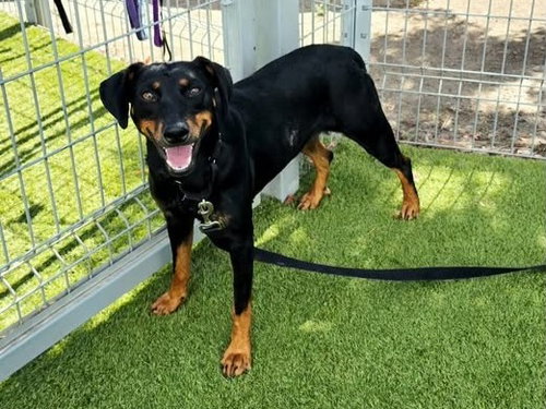 LANEY PENN, a dog for adoption from Contra Costa Animal Services