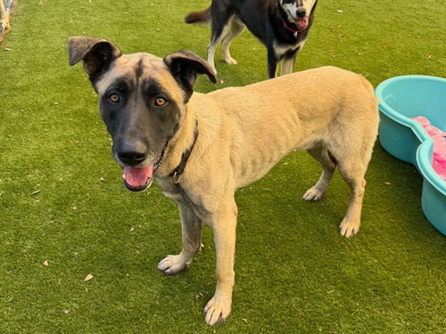 TERRY, a dog for adoption from Contra Costa Animal Services