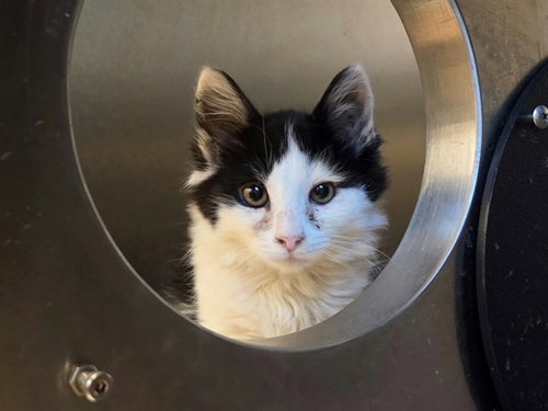ROCCO, a cat for adoption from Contra Costa Animal Services