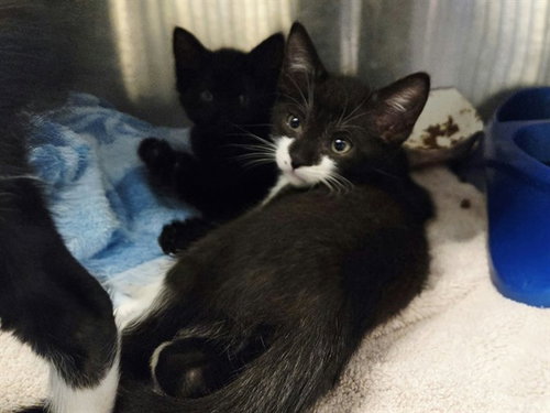 A1053674, a cat for adoption from Contra Costa Animal Services