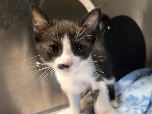 A1053675, a cat for adoption from Contra Costa Animal Services