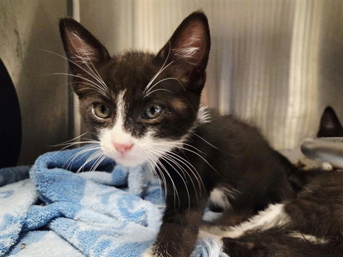 A1053676, a cat for adoption from Contra Costa Animal Services