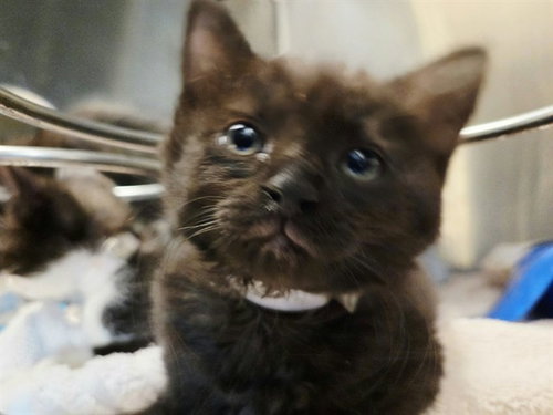 A1053677, a cat for adoption from Contra Costa Animal Services