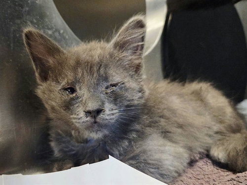 A1053678, a cat for adoption from Contra Costa Animal Services