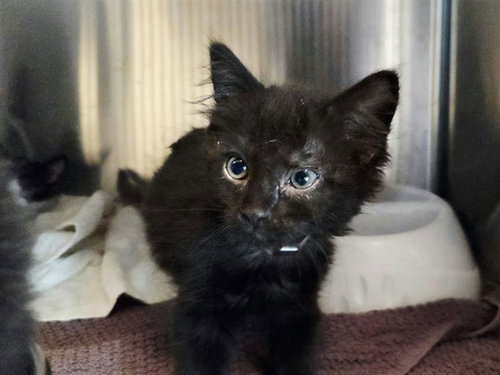 A1053679, a cat for adoption from Contra Costa Animal Services