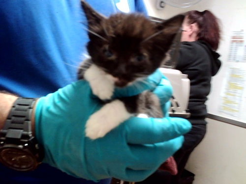 A1053696, a cat for adoption from Contra Costa Animal Services