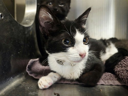 A1053698, a cat for adoption from Contra Costa Animal Services