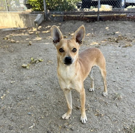 DONATELLO, a dog for adoption from Contra Costa Animal Services