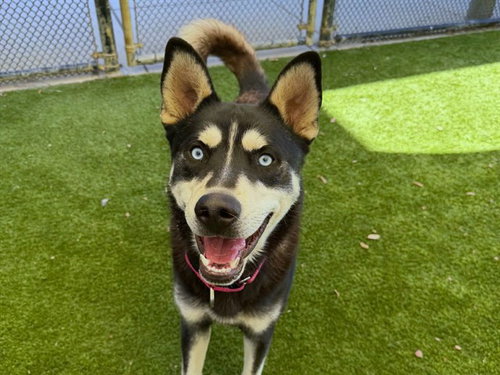 LEONARDO, a dog for adoption from Contra Costa Animal Services