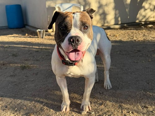 MAXX, a dog for adoption from Contra Costa Animal Services