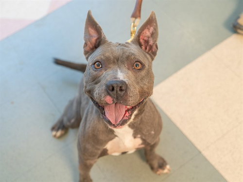 SAPPHIRE, a dog for adoption from Contra Costa Animal Services