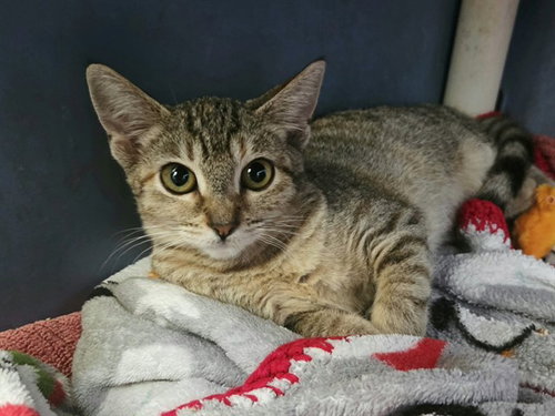 SEAWEED, a cat for adoption from Contra Costa Animal Services