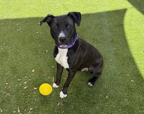 FLASH, a dog for adoption from Contra Costa Animal Services