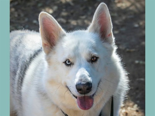 Gigantor, Siberian Husky / Mixed (medium coat)