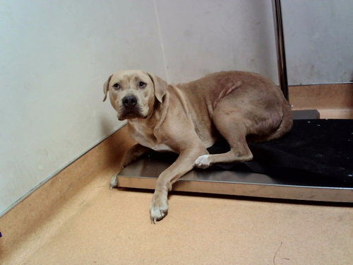 LANA, a dog for adoption from Contra Costa Animal Services
