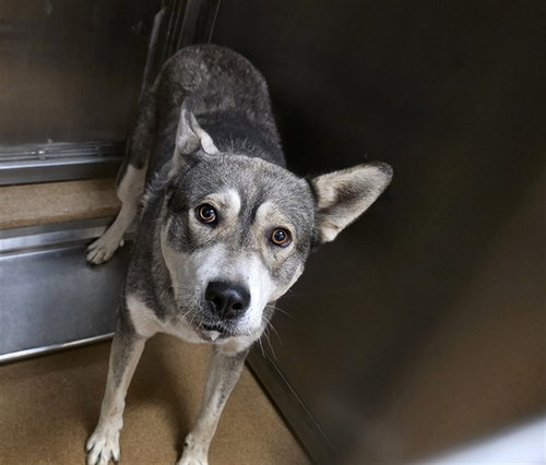 DANNY, a dog for adoption from Contra Costa Animal Services