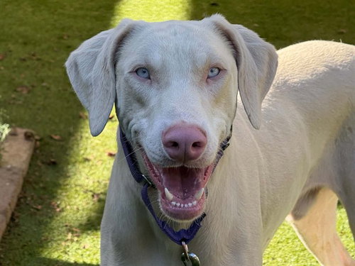 MARTY, a dog for adoption from Contra Costa Animal Services
