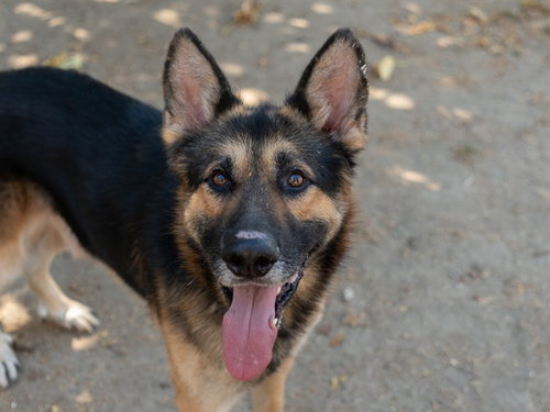 AIKIDO, a dog for adoption from Contra Costa Animal Services