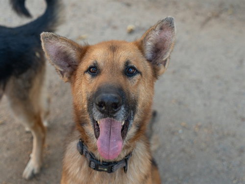 TAE BO, a dog for adoption from Contra Costa Animal Services