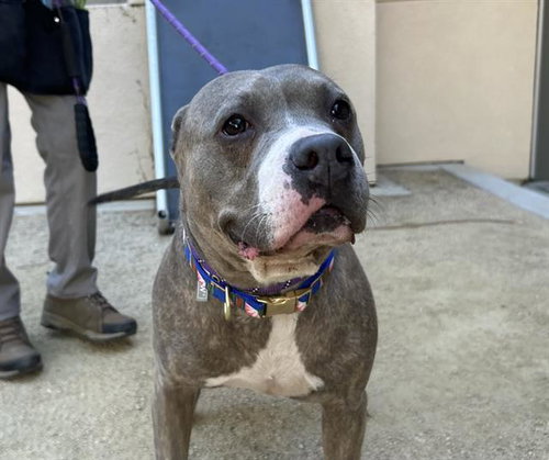 SHAKIRA, a dog for adoption from Contra Costa Animal Services