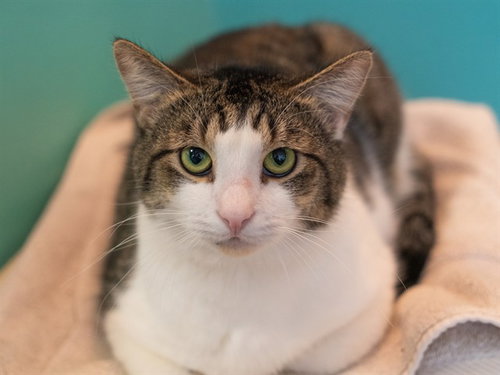 BUTTERBEAN, a cat for adoption from Contra Costa Animal Services