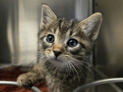 A1054070, a cat for adoption from Contra Costa Animal Services