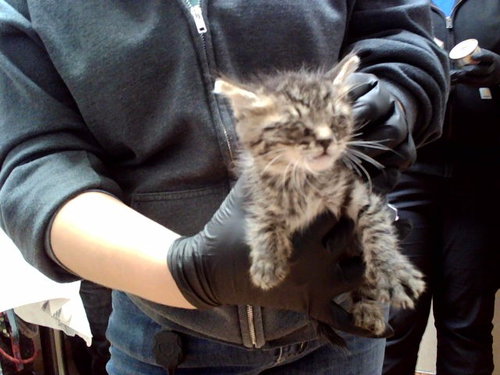 A1054071, a cat for adoption from Contra Costa Animal Services