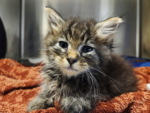 A1054072, a cat for adoption from Contra Costa Animal Services