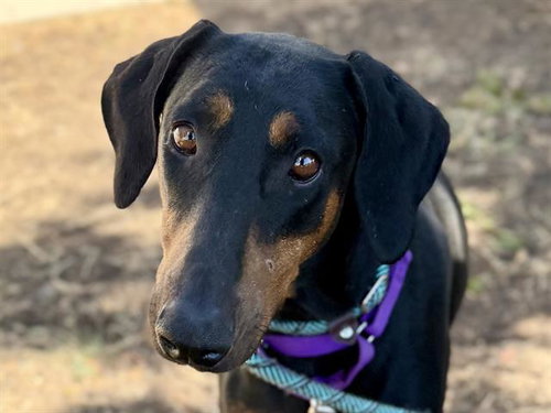 ZOEY, a dog for adoption from Contra Costa Animal Services
