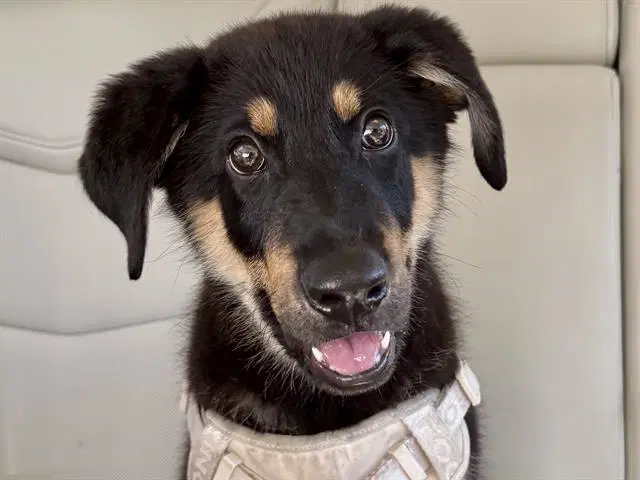 Grover - German Shepherd Dog