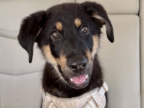 GROVER, a dog for adoption from Contra Costa Animal Services