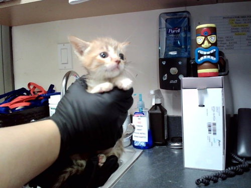 A1052469, a cat for adoption from Contra Costa Animal Services