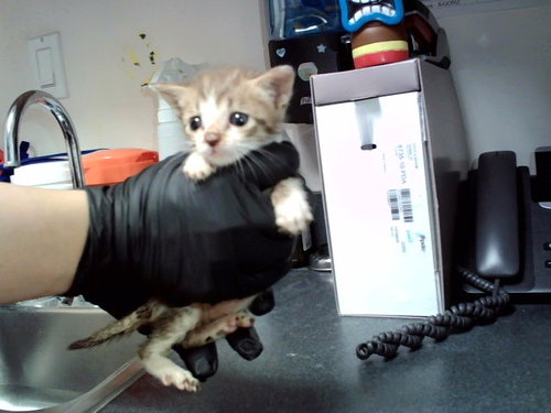 A1052470, a cat for adoption from Contra Costa Animal Services