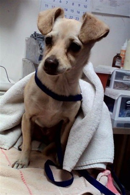 KIARA, a dog for adoption from Contra Costa Animal Services