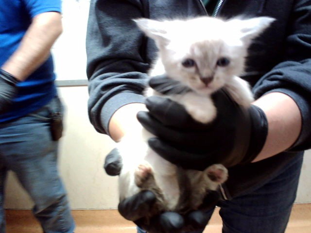 A1053985, Domestic Short Hair