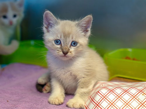 NOGI, a cat for adoption from Contra Costa Animal Services