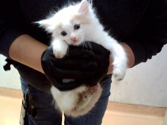 A1053986, Domestic Medium Hair