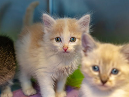 A1053986, a cat for adoption from Contra Costa Animal Services