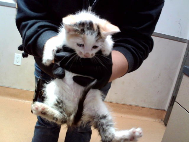 A1053987, Domestic Short Hair