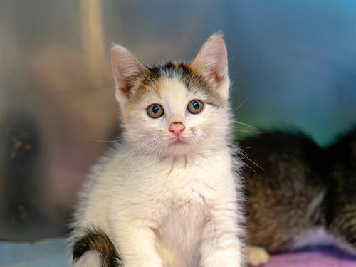 A1053987, a cat for adoption from Contra Costa Animal Services