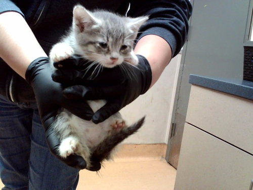 A1053988, a cat for adoption from Contra Costa Animal Services