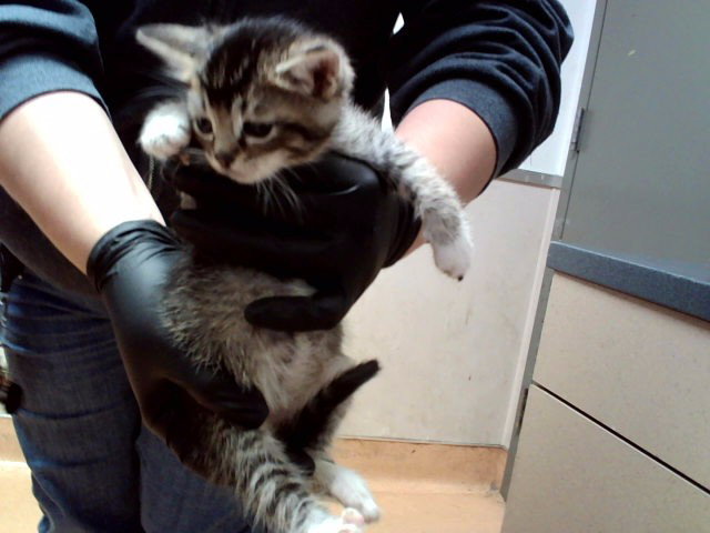 A1053989, Domestic Short Hair