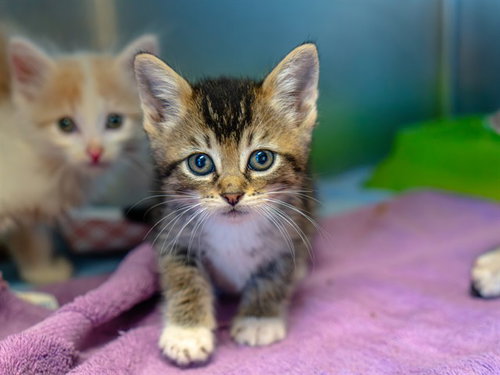 A1053989, a cat for adoption from Contra Costa Animal Services